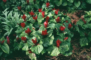 Trillium chloropetalum RED